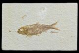 Detailed, Knightia Fossil Fish - Wyoming #78326-1